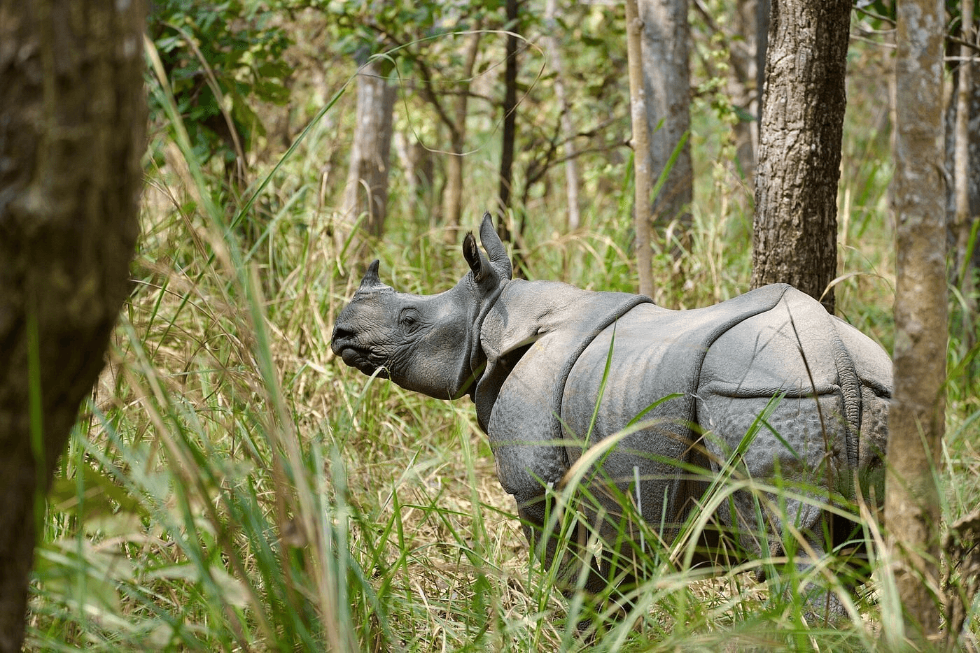 Chitwan